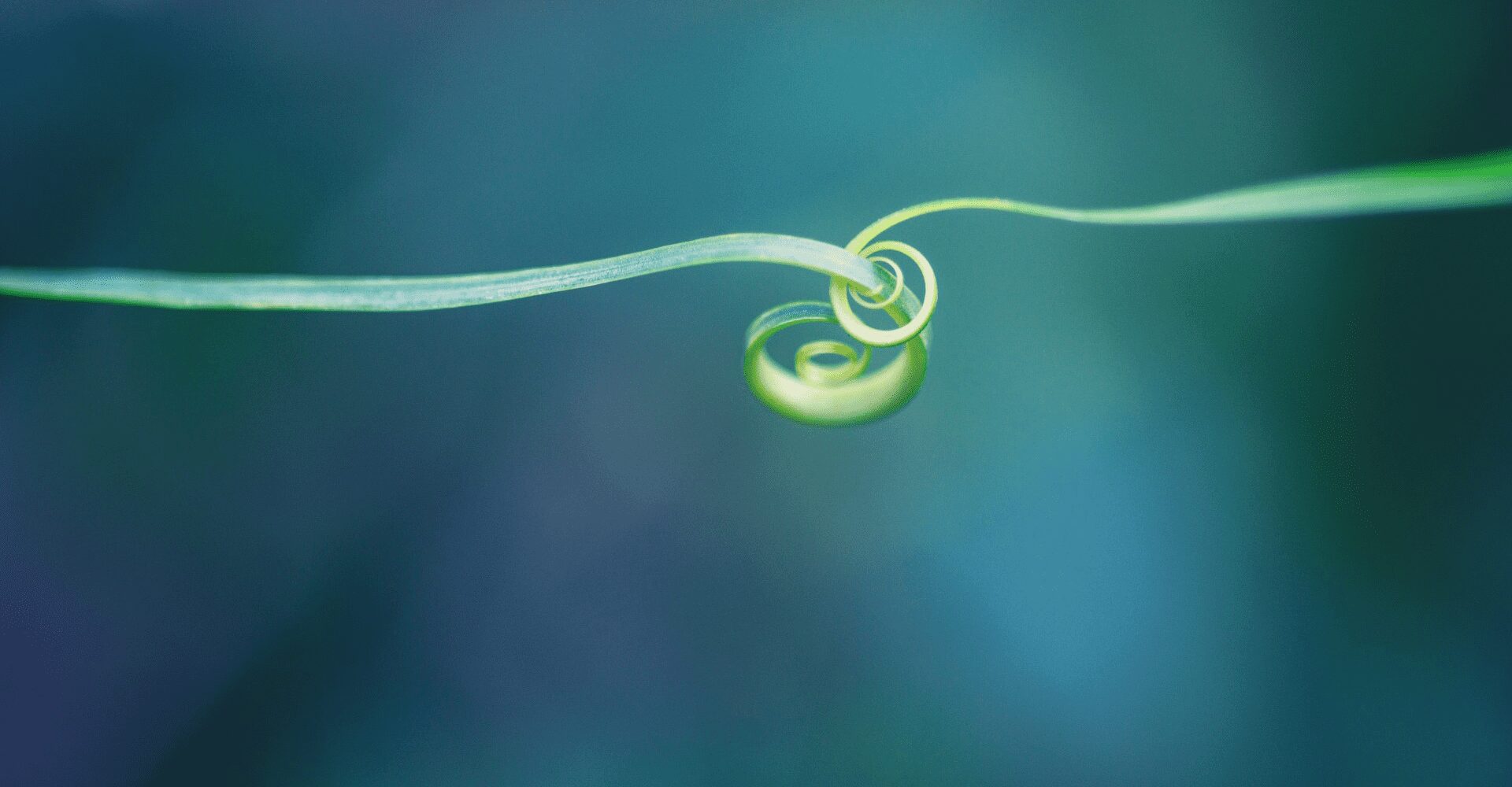 A green spiral is hanging on the side of a blue background.