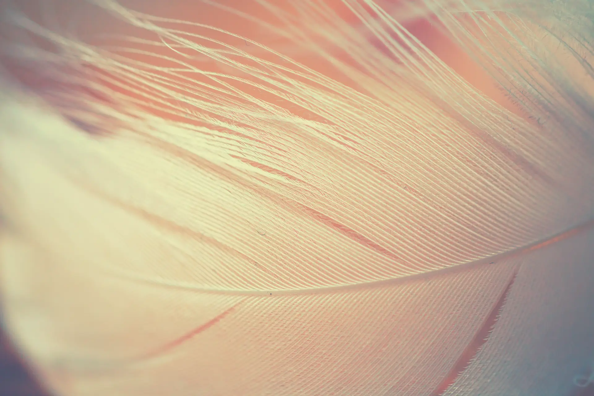 Close-up of a pale feather texture.